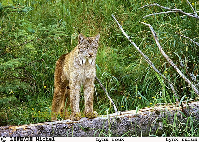 203 Lynx roux.jpg - Lynx roux - Lynx rufus - Quebec - Canada